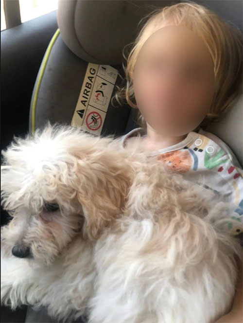 pitbull zakynthos 93